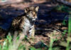 A baby jaguar cub sits in dappled sunlight