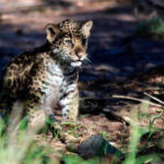 A baby jaguar cub sits in dappled sunlight