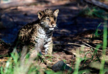 A baby jaguar cub sits in dappled sunlight