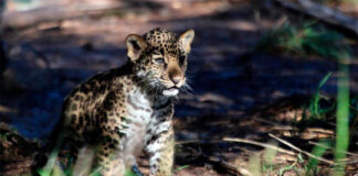 A baby jaguar cub sits in dappled sunlight