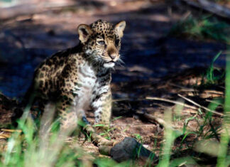 A baby jaguar cub sits in dappled sunlight
