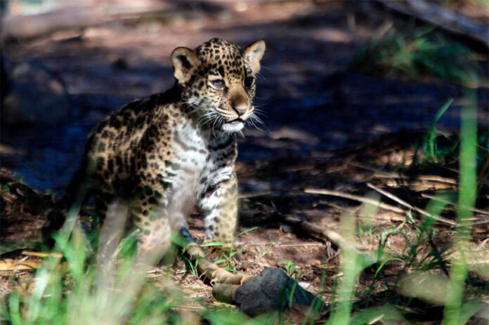 A baby jaguar cub sits in dappled sunlight