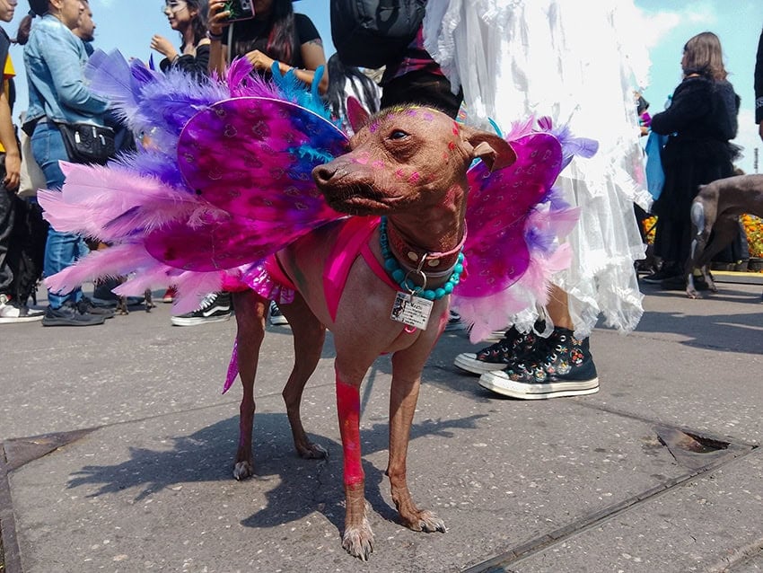 A small xoloitzcuintle dog in a costume with pink and purple feathered wings