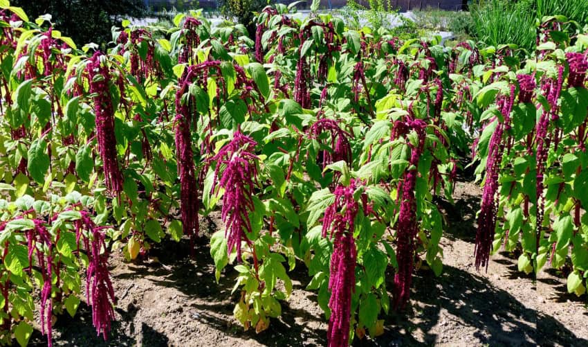 Amaranth plants grown in Mexico