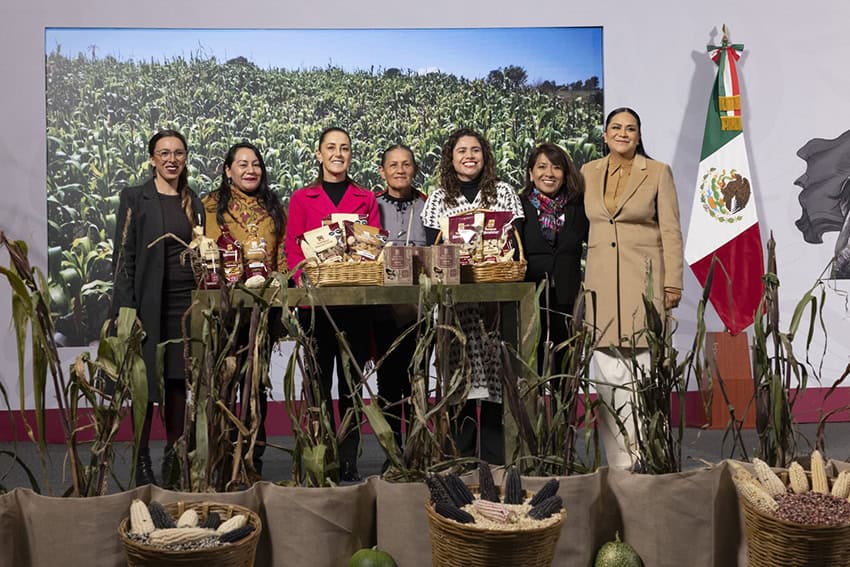Sheinbaum and advisors surrounded by baskets of corn and corn stalks at a press conference 