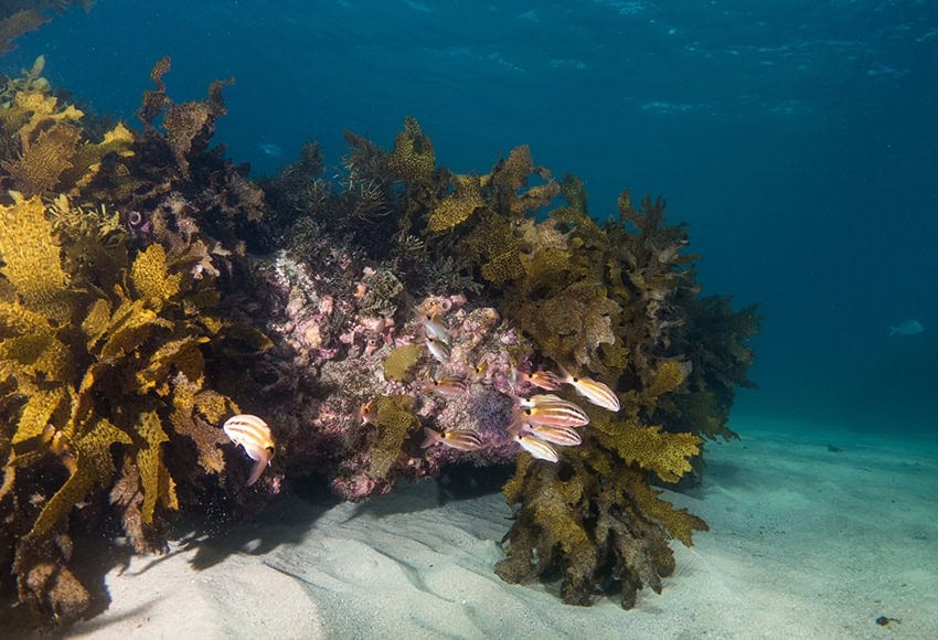 A rocky reef covered in algae and coral