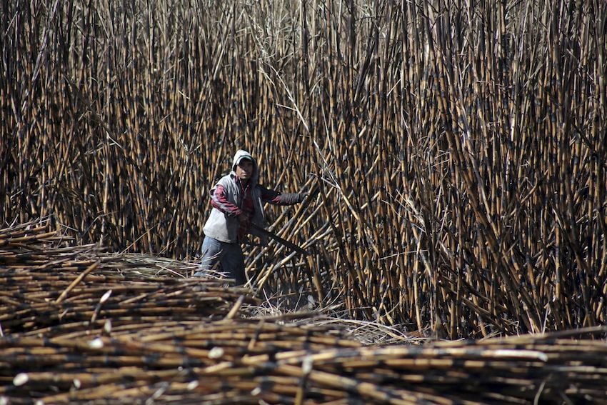 a worker cutting sugar cane in Mexico