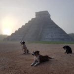 Three dogs sit in front of the pyramid of Chichén Itzá