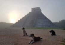 Three dogs sit in front of the pyramid of Chichén Itzá