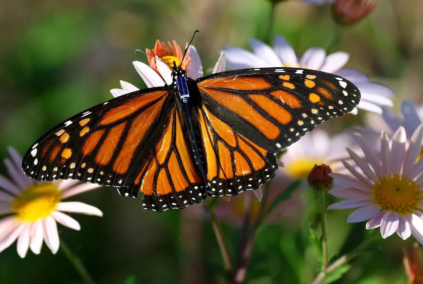 The BluMorpho tracker placed on a butterfly.