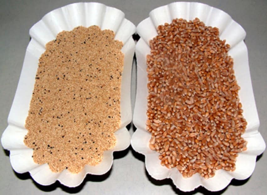 amaranth seeds and wheat side-by-side
