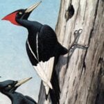 Imperial woodpecker