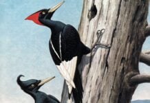 Imperial woodpecker
