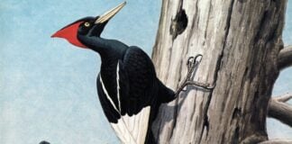 Imperial woodpecker