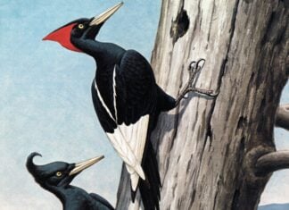 Imperial woodpecker