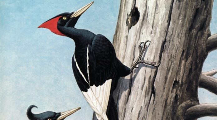 Imperial woodpecker