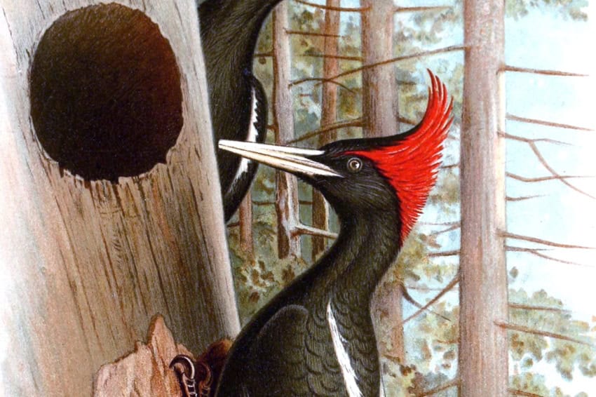 Imperial woodpecker