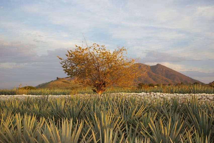 Agave fields near Tequila, Jalisco