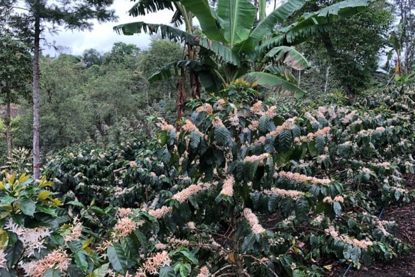 Coffee plants in Puebla