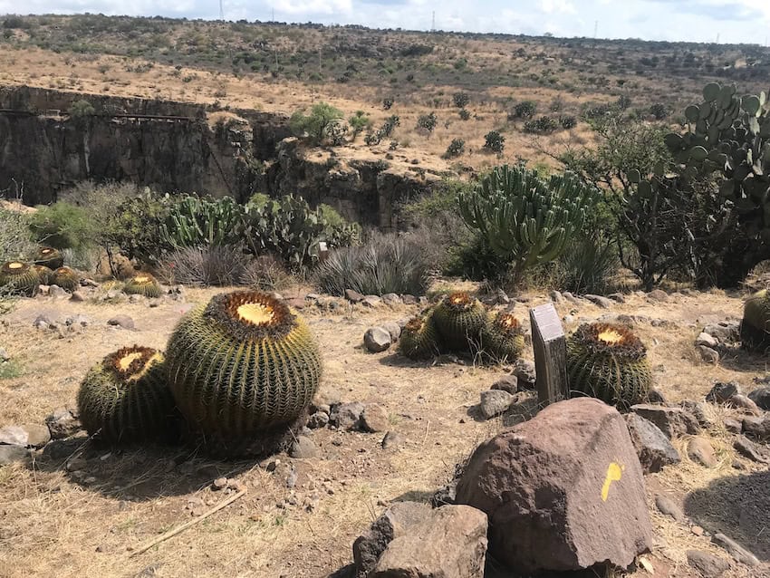 Cacti and El Charco del Ingeniero, San Miguel de Allende
