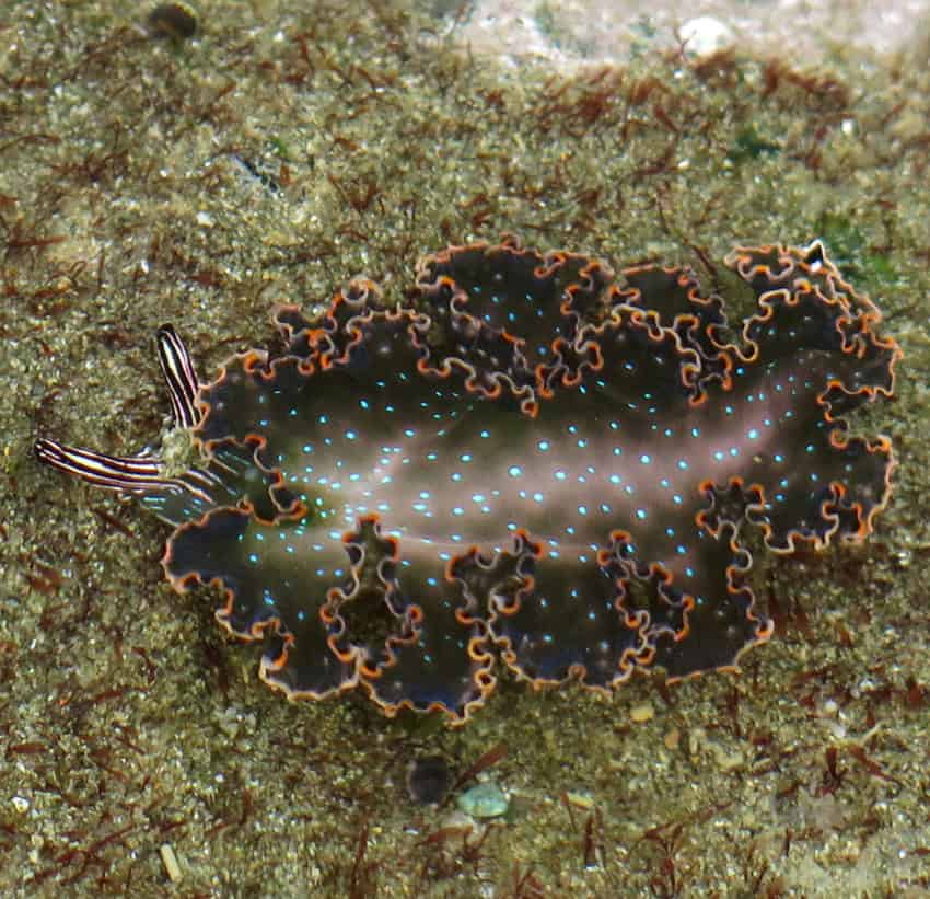 A sea slug of the species Elysia diomedea