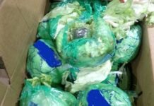 lettuce wrapped up in plastic