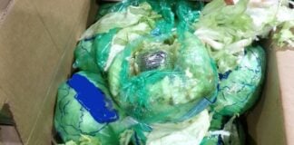 lettuce wrapped up in plastic