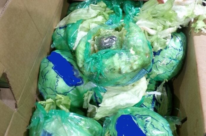 lettuce wrapped up in plastic