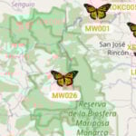 A total of 500 butterflies were tagged with BluMorpho transmitters and released from different areas of the United States and Canada in late September.