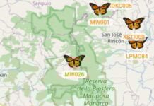 A total of 500 butterflies were tagged with BluMorpho transmitters and released from different areas of the United States and Canada in late September.