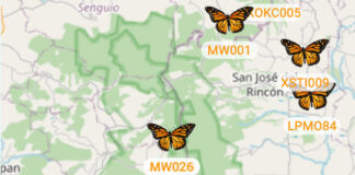 A total of 500 butterflies were tagged with BluMorpho transmitters and released from different areas of the United States and Canada in late September.