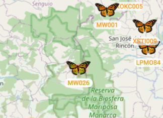 A total of 500 butterflies were tagged with BluMorpho transmitters and released from different areas of the United States and Canada in late September.