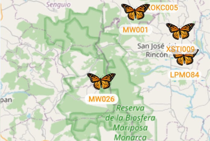 A total of 500 butterflies were tagged with BluMorpho transmitters and released from different areas of the United States and Canada in late September.