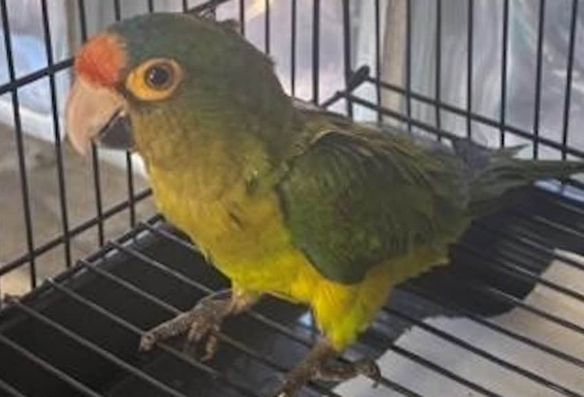 red fronted parakeet in a cage