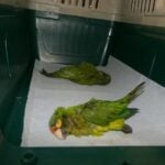 Smuggled parakeets