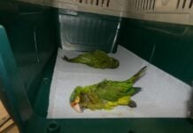 Smuggled parakeets