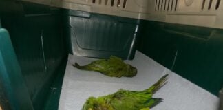 Smuggled parakeets