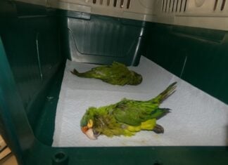 Smuggled parakeets