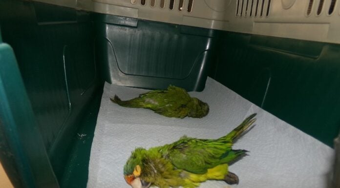 Smuggled parakeets