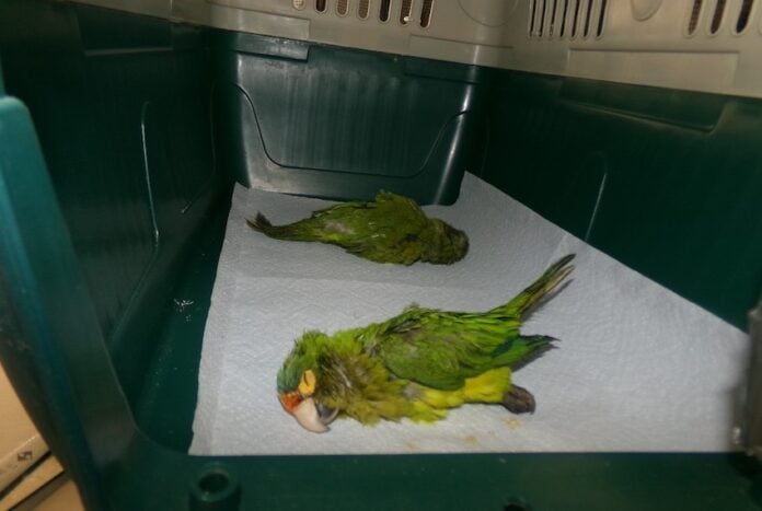 Smuggled parakeets