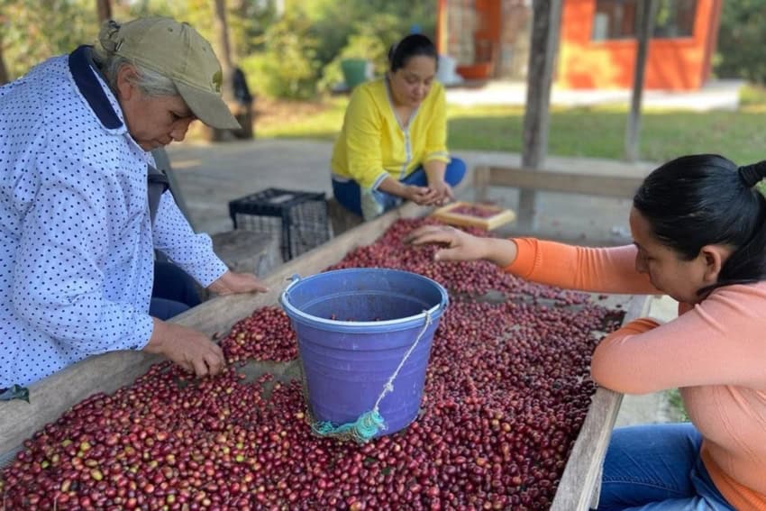 Organic coffee beans Puebla