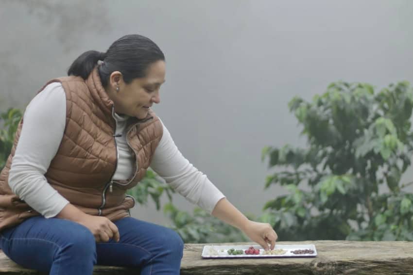 Coffee bean varieties