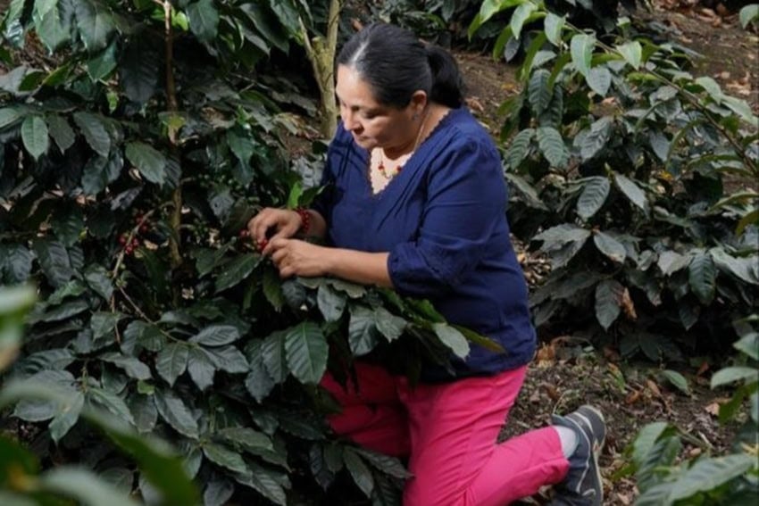 Ortega checks her beans