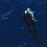 An orca swims next to the carcass of a great white shark