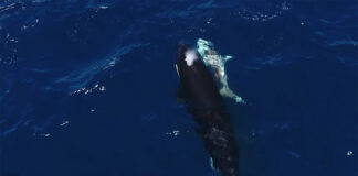 An orca swims next to the carcass of a great white shark