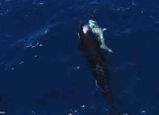 An orca swims next to the carcass of a great white shark