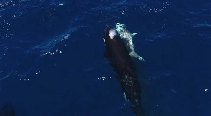 An orca swims next to the carcass of a great white shark
