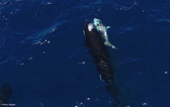 An orca swims next to the carcass of a great white shark