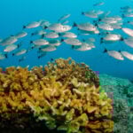 A school of fish swim past a coral reef in Cabo Pulmo National Park, Baja California Sur