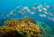 A school of fish swim past a coral reef in Cabo Pulmo National Park, Baja California Sur